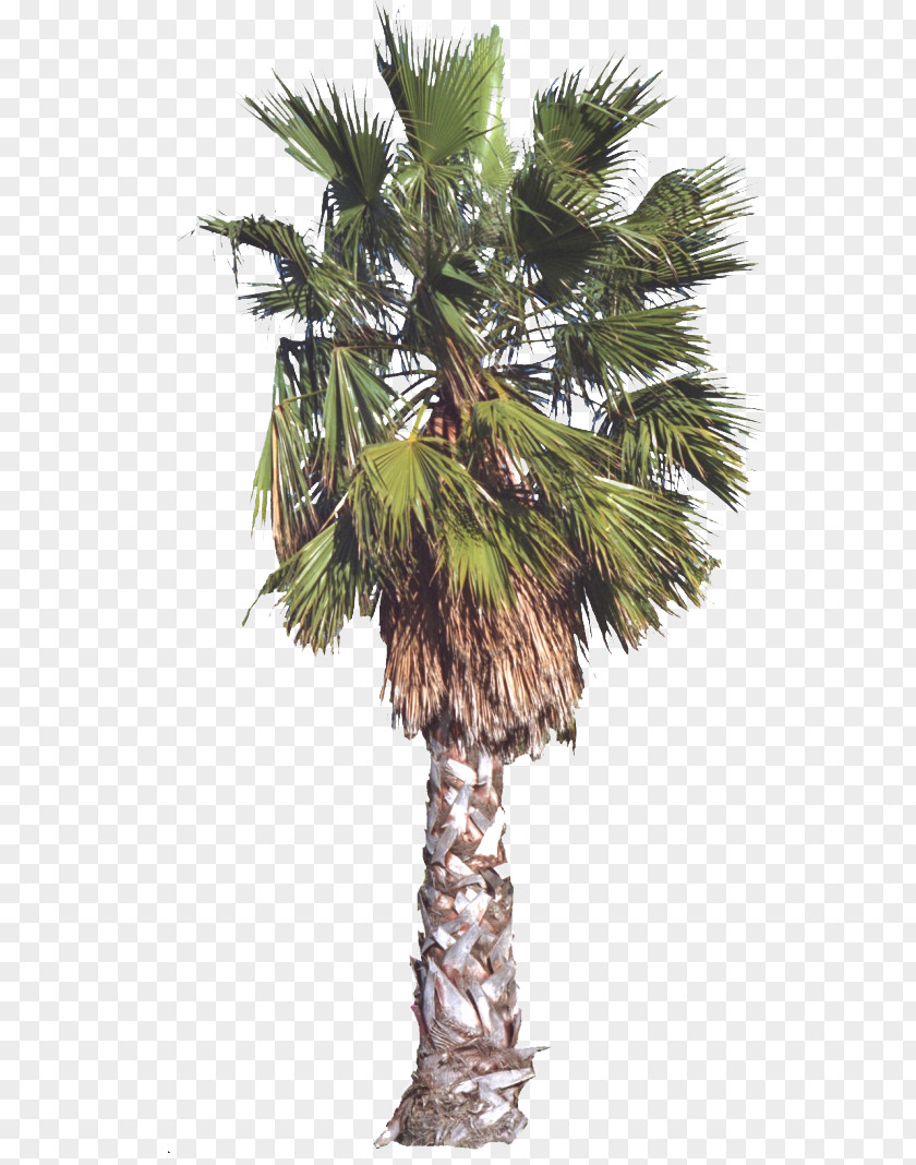 Hand Painted Palm Tree Arecaceae Date PNG