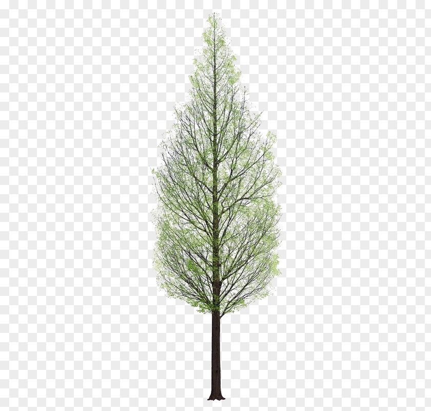 Plant Tree 3D Rendering PNG