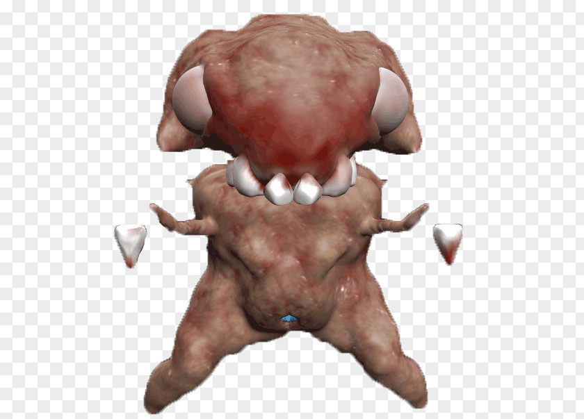 Snout Muscle PNG