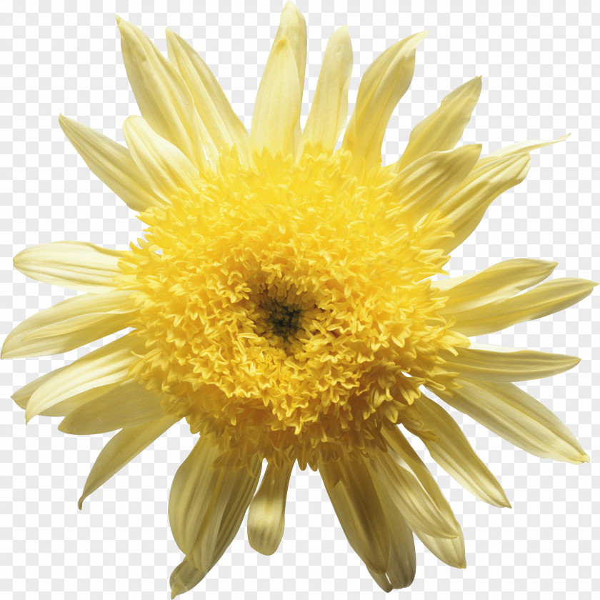 Waterflower Yellow Flower Chrysanthemum Daisy Family PNG