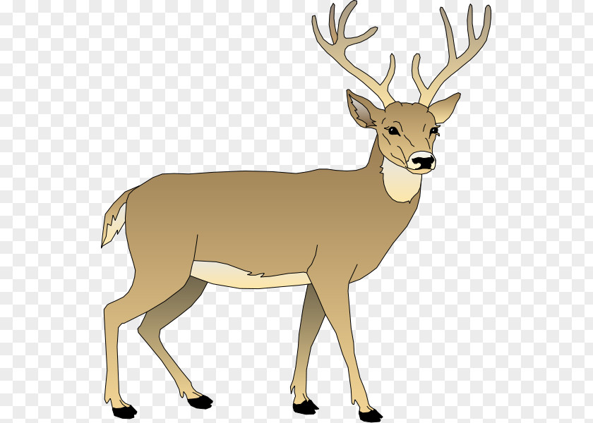 Whitetail Deer Cliparts White-tailed Elk Reindeer Clip Art PNG