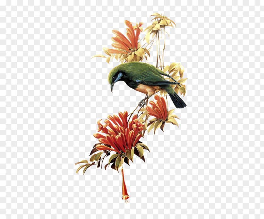 Bird Parrot Flight Clip Art Image PNG