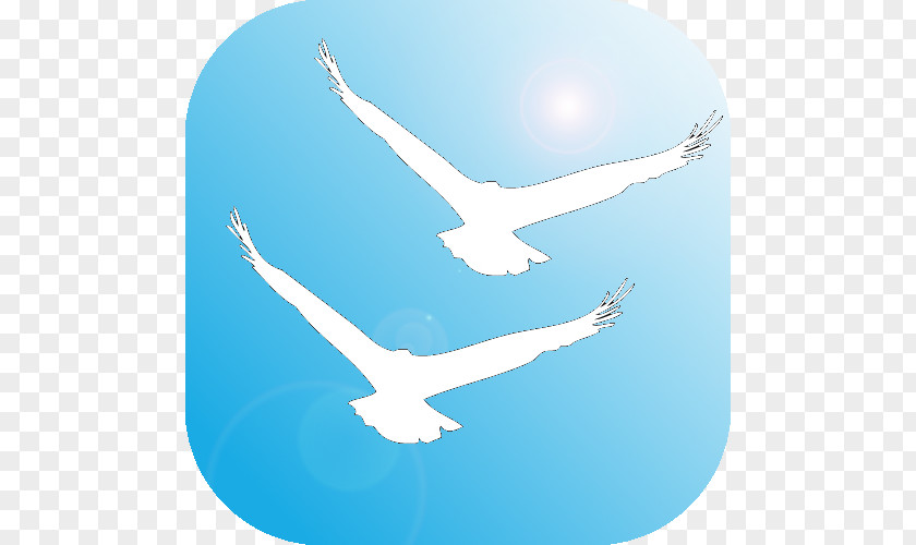 Bird Seabird Peace Symbols Beak Water PNG