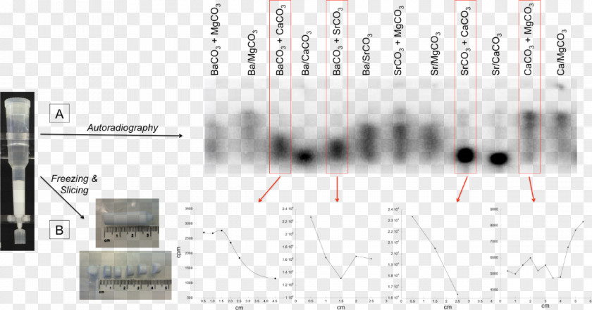 Competing Endogenous Rna Mineral Brand RNA Oligomer PNG