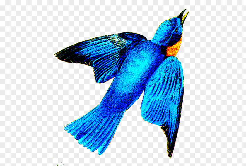 Eastern Bluebird Beak Cobalt Blue Feather Tail Pollinator PNG