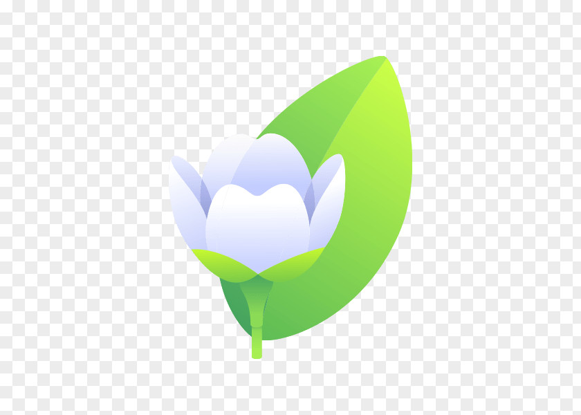 Jasmine Flower Petal Leaf Desktop Wallpaper PNG