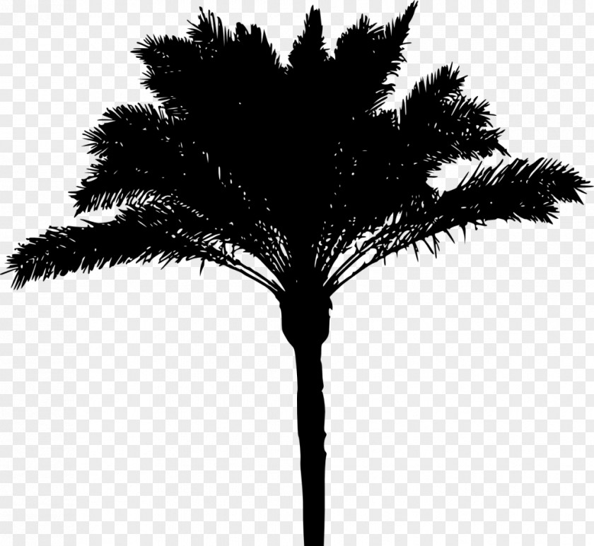 Silhouette Asian Palmyra Palm Arecaceae PNG