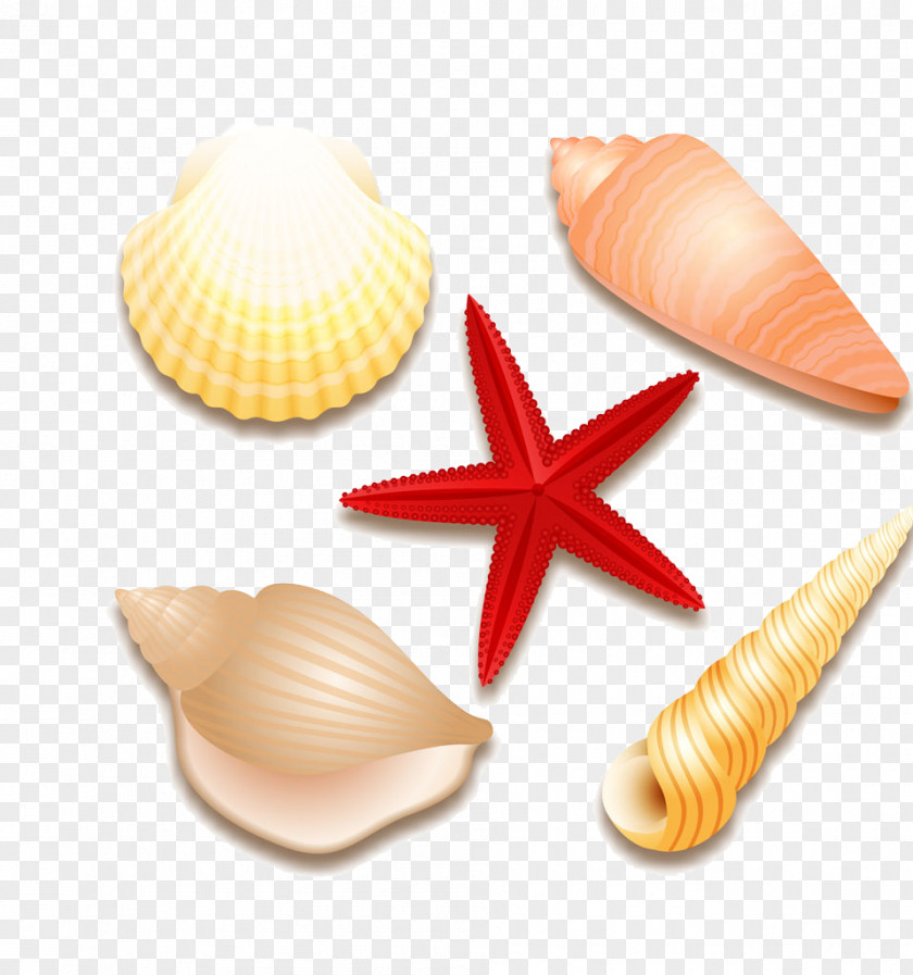 Summer Shell Material Free To Pull The Image Seashell Euclidean Vector Starfish Molluscs PNG