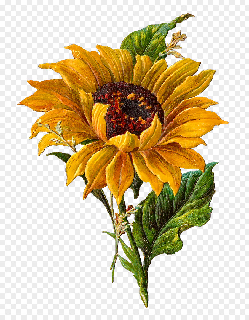 Sunflower Botanical Illustration Drawing Botany Clip Art PNG