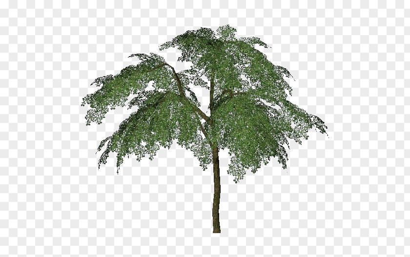 Arboles Fruit Tree Plum Woody Plant PNG