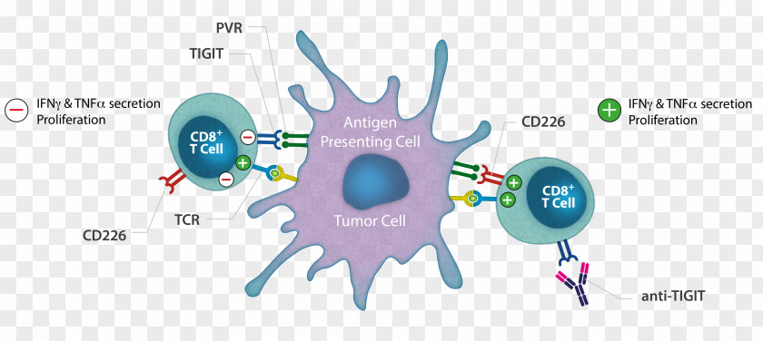 Cancer Immunotherapy T Cell Chimeric Antigen Receptor Graphic Design PNG