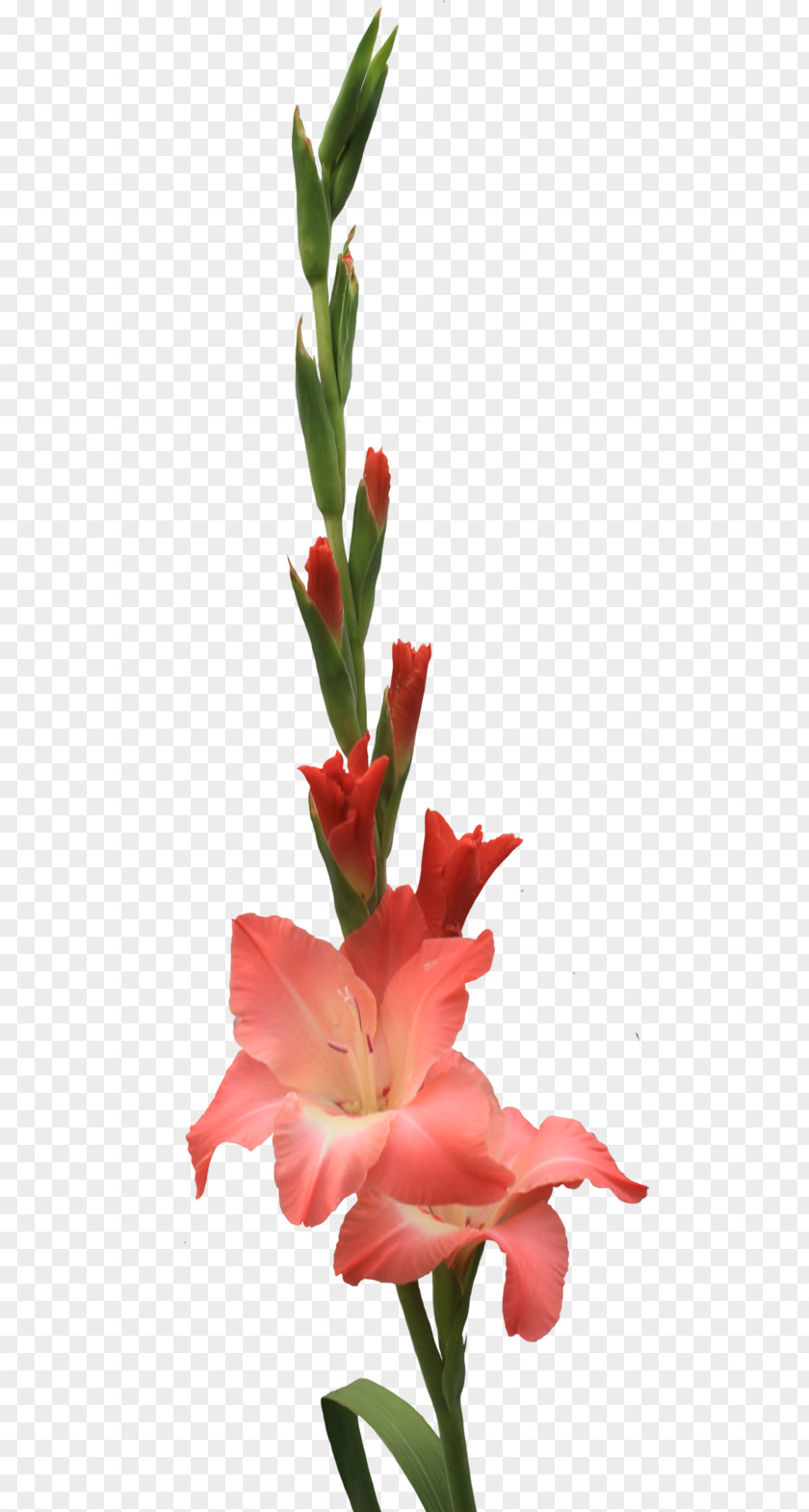 Gladiolus Flower Art Clip PNG