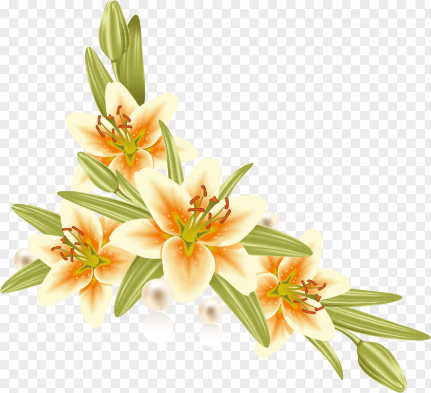 Lily Flower Paper Lilium Photography Picture Frames PNG