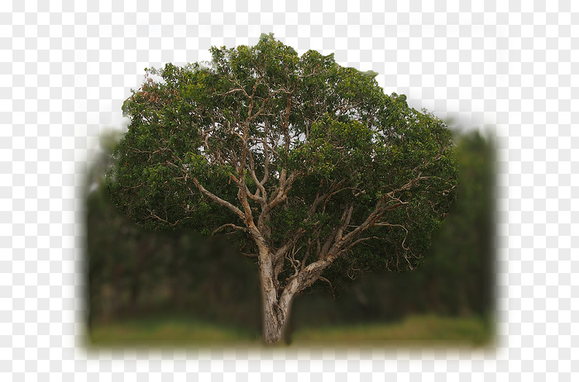 Melaleuca Quinquenervia Essential Oil Viridiflora Leucadendra Lavandin PNG