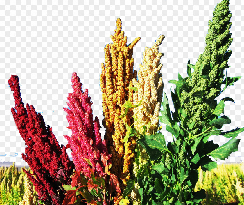 Plant Quinoa Food Seed Vegetable PNG