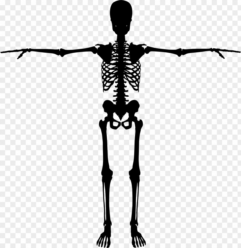 Skeleton Human Bone Body PNG