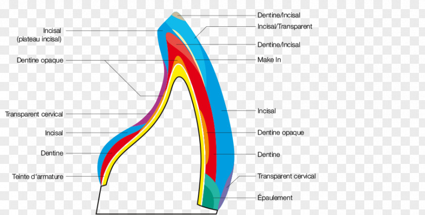 Cellular Color Chart Dental Porcelain Ceramic Tooth Dentistry PNG