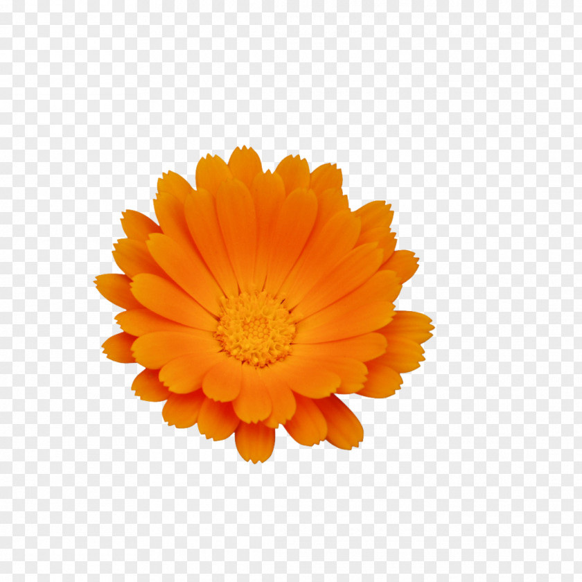 Chrysanthemum Calendula Officinalis Flower Skin PNG