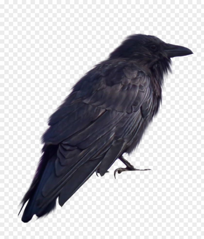 Crow Crows DeviantArt PNG