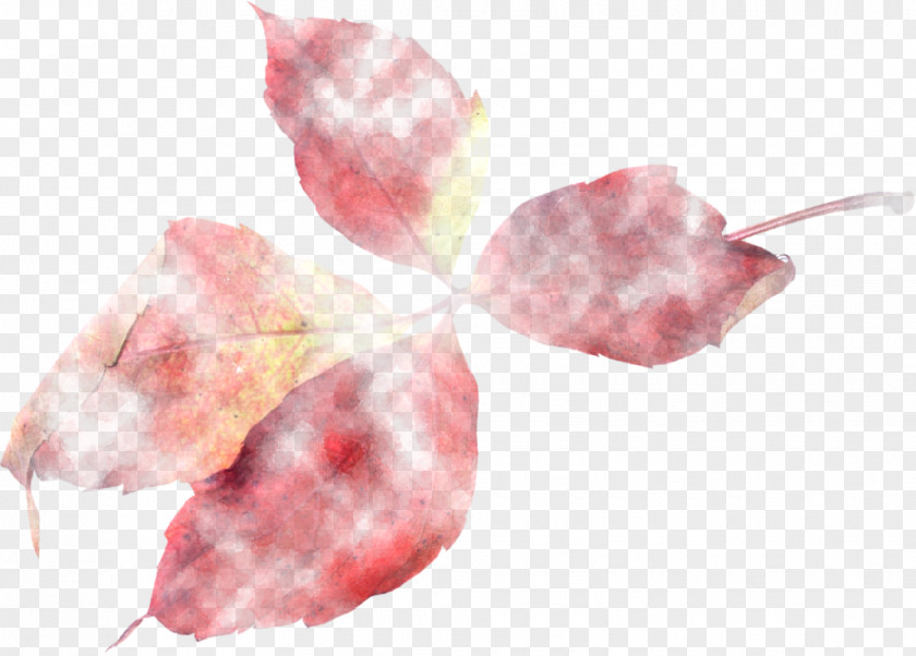 Feuilles Centerblog Petal Leaf PNG