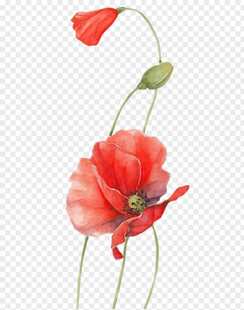 Flower Poppy Watercolour Flowers Red PNG