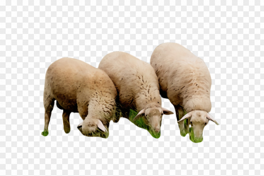 Grass Terrestrial Animal Sheep Snout Livestock PNG