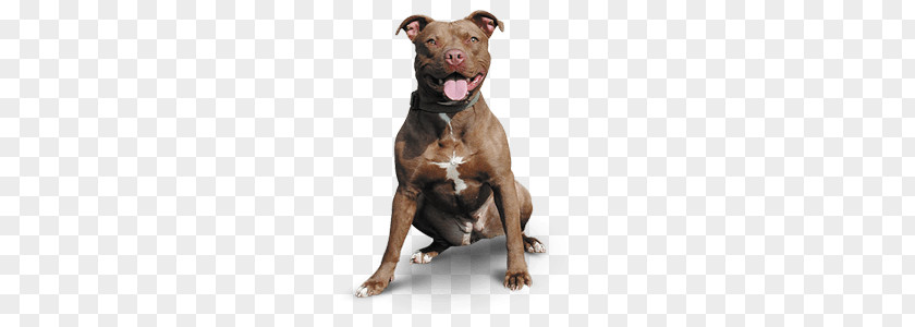 Pitbull Happy PNG Happy, photo of adult tan and white American pit bull terrier clipart PNG