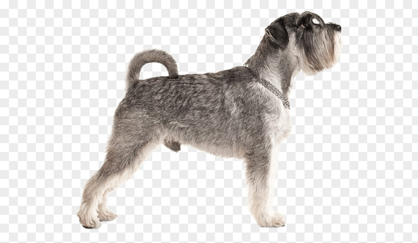 Puppy Miniature Schnauzer Standard Lakeland Terrier Wire Hair Fox Schnoodle PNG