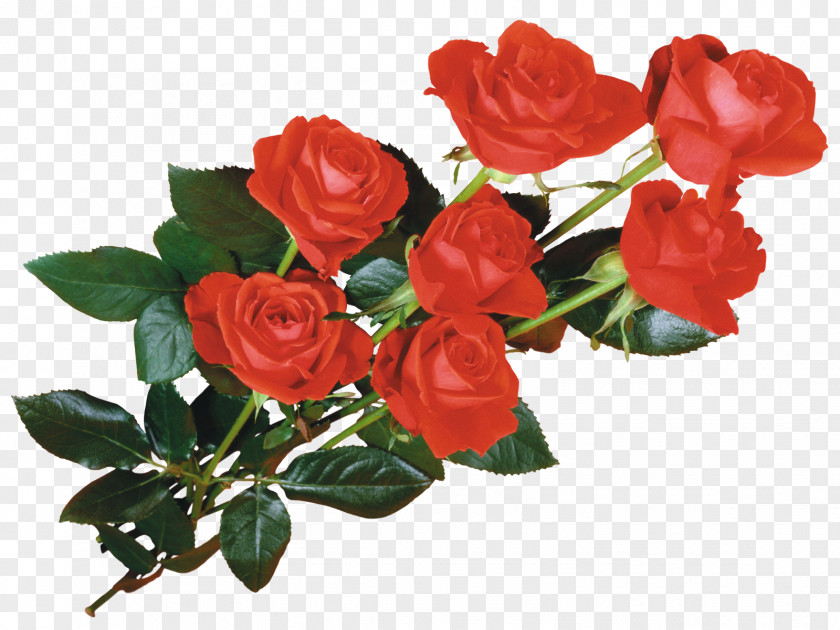 Rose Desktop Wallpaper Flower PNG