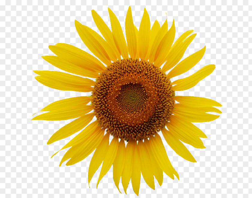 The Sun Rise Common Sunflower Royalty-free Clip Art PNG