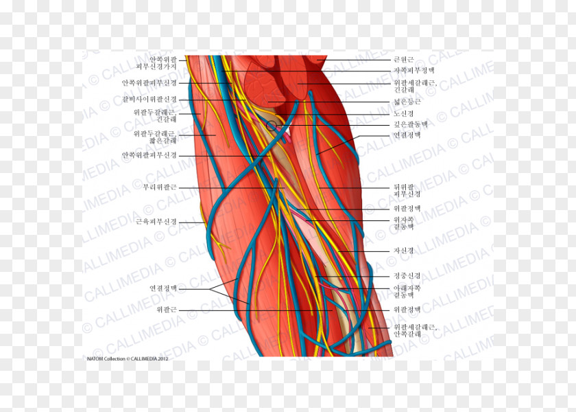 Arm Ulnar Nerve Brachial Artery Augšdelms Vein PNG