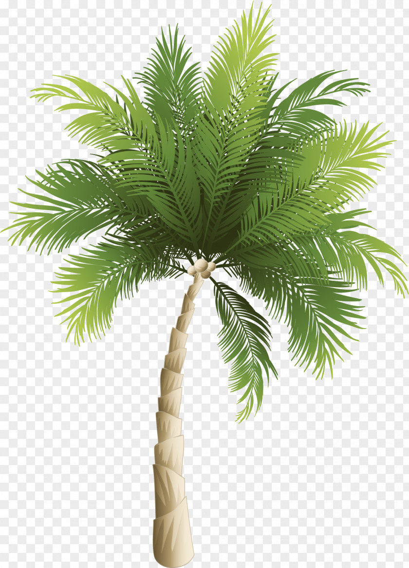 Cartoon Green Coconut Tree Arecaceae Phoenix Canariensis PNG