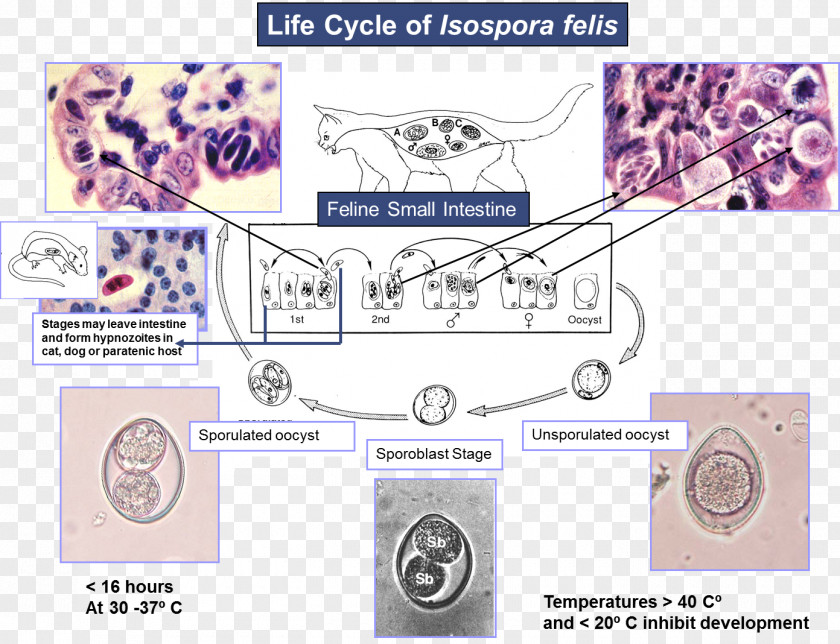 Dog Cat Coccidia Cystoisospora Canis Felis PNG