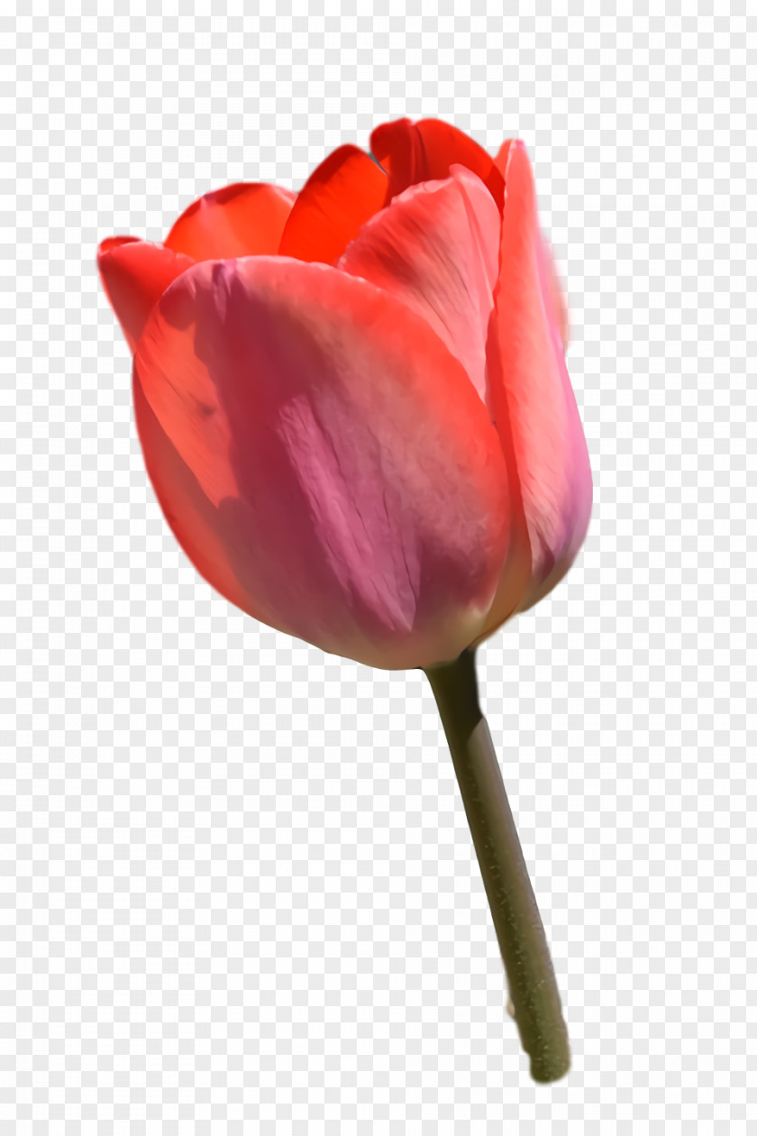 Garden Roses PNG