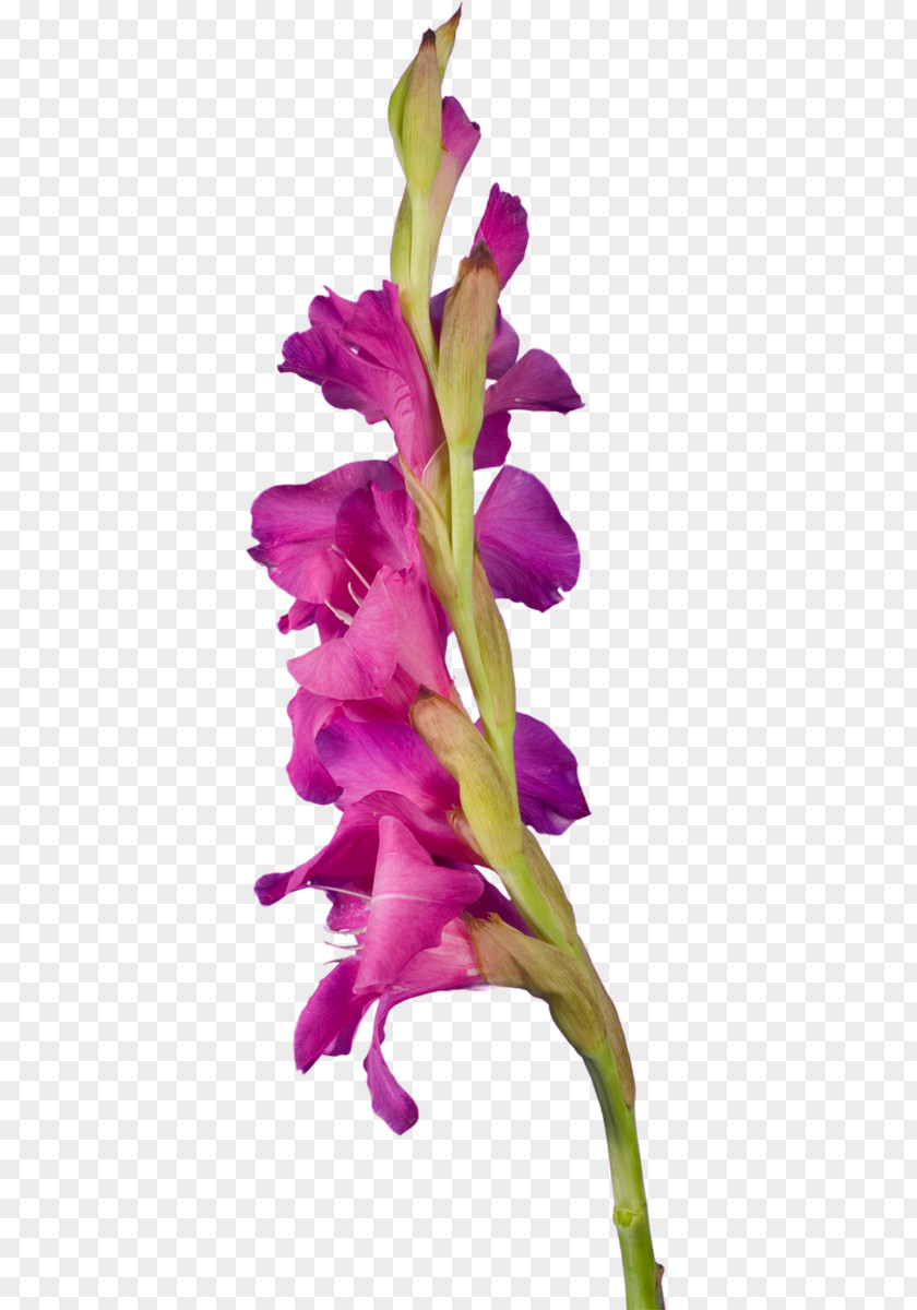 Gladiolus Red Yellow Clip Art PNG