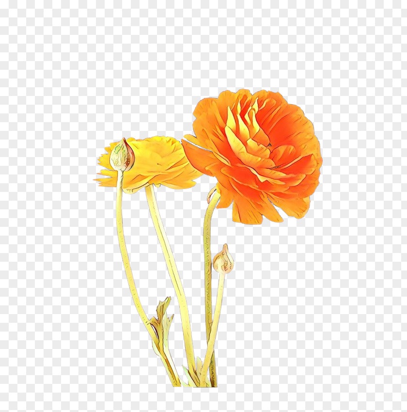 Pedicel Persian Buttercup Flowers Background PNG