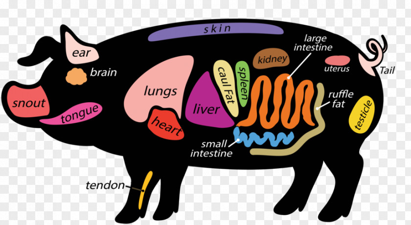 Pig Snout Clip Art PNG