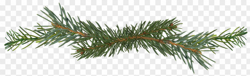 Pine Branches Spruce Conifer Cone Fir Conifers PNG