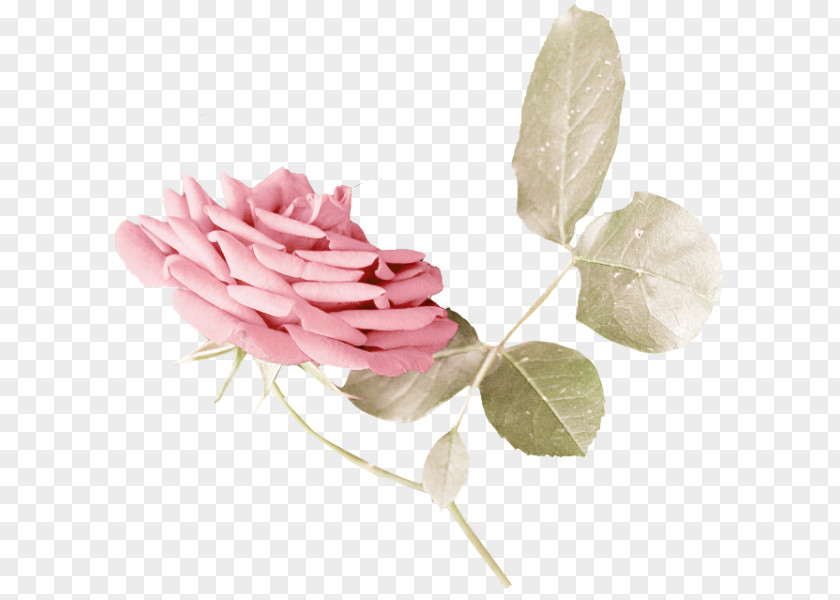 Cabbage Rose Garden Roses Cut Flowers Petal Plant Stem PNG