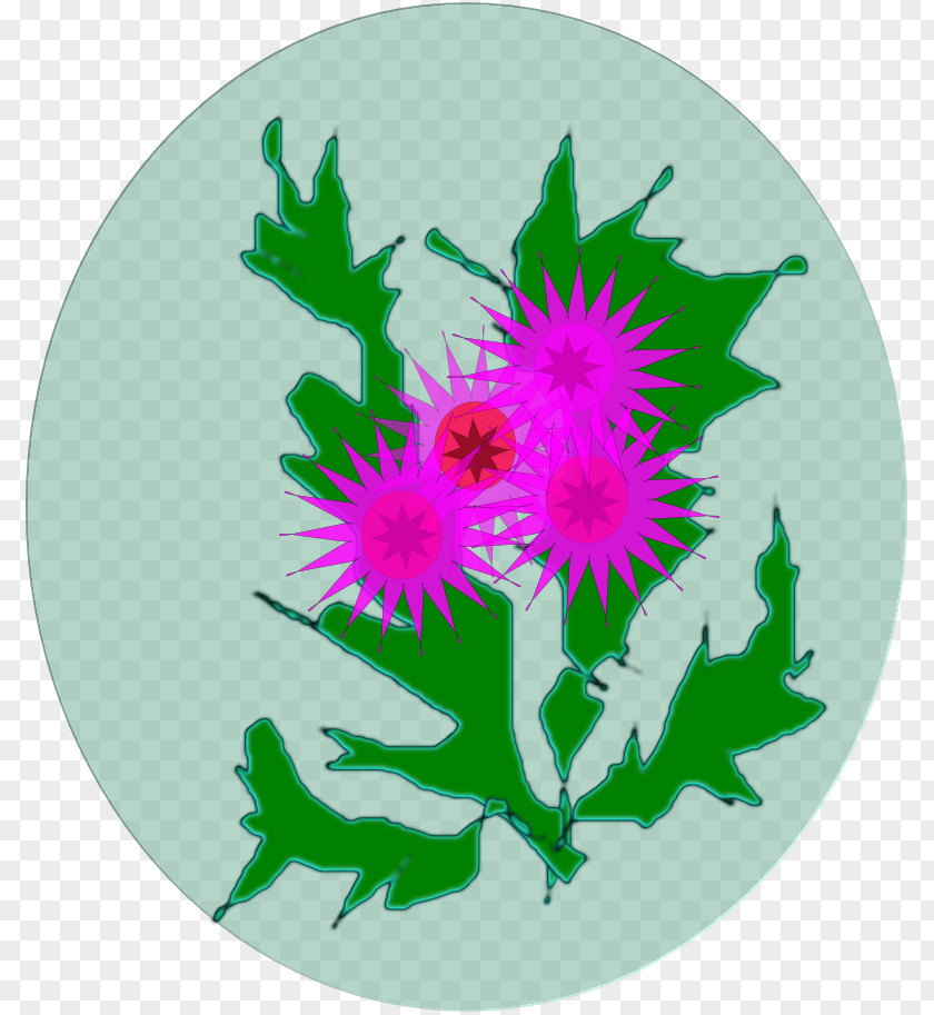 Chrysanthemum PNG