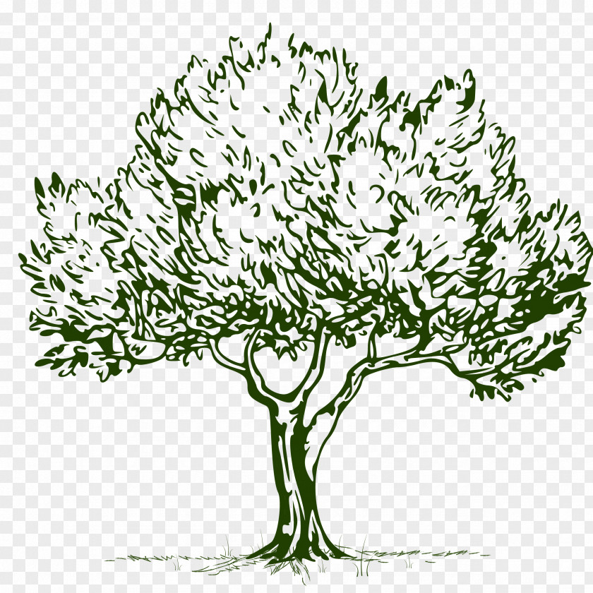 Flower Branch Line Art Tree Plant Woody Grass PNG
