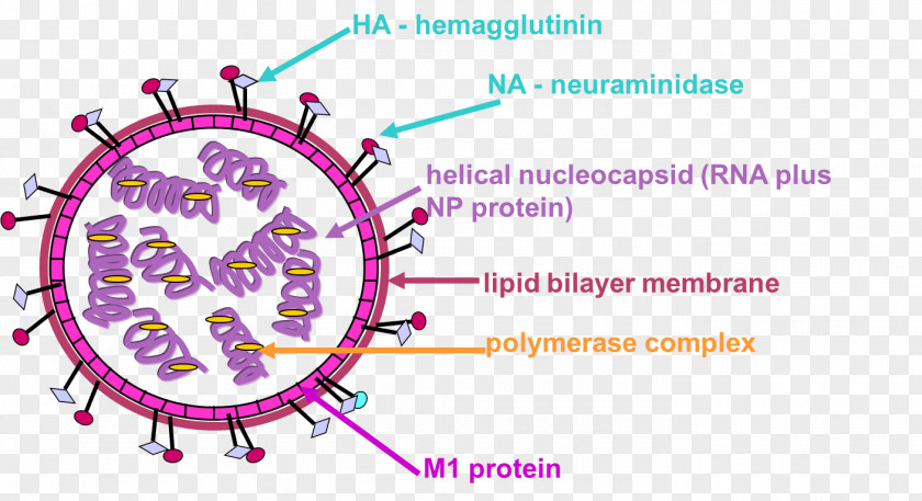 Influenza Virus Micrograph M1 Protein Nucleic Acid Bird PNG