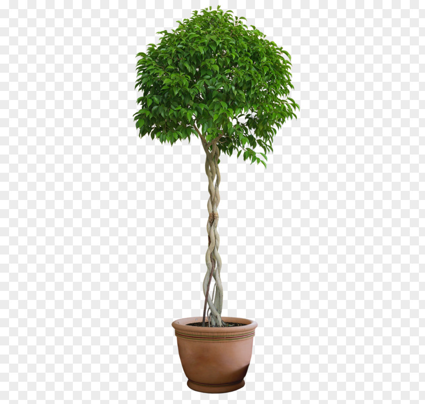 Tree Fruit Plant Shrub PNG