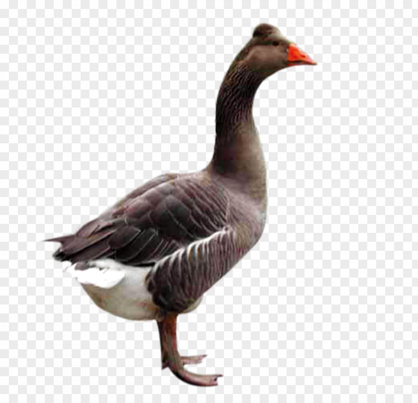 Black Goose Domestic Duck Bird PNG