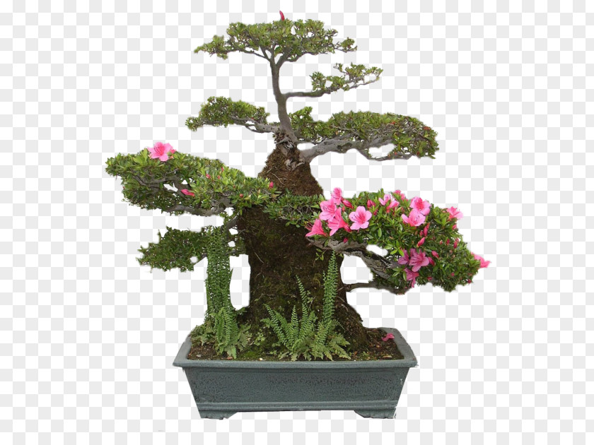Bonsai National Foundation United States Arboretum Pinus Thunbergii Azalea PNG