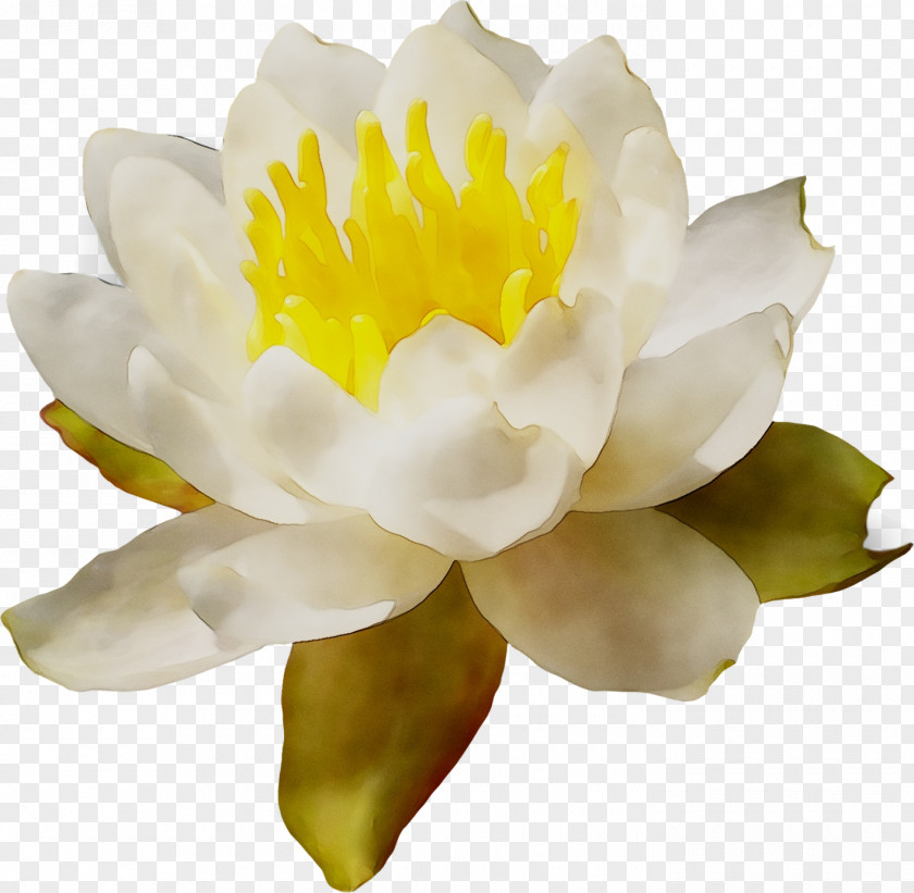 Peony PNG