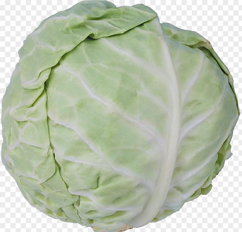 Cabbage Chinese Cuisine Brassica Oleracea Vegetable Butterhead Lettuce Iceberg PNG