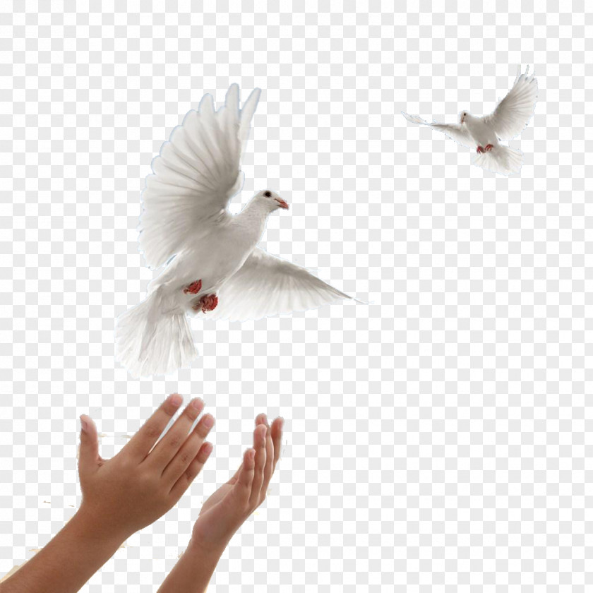 Flying Dove Of Peace Columbidae Leavitt Funeral Services And Crematory PNG