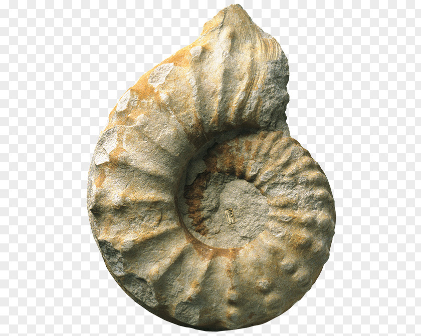 Fossil Group PNG