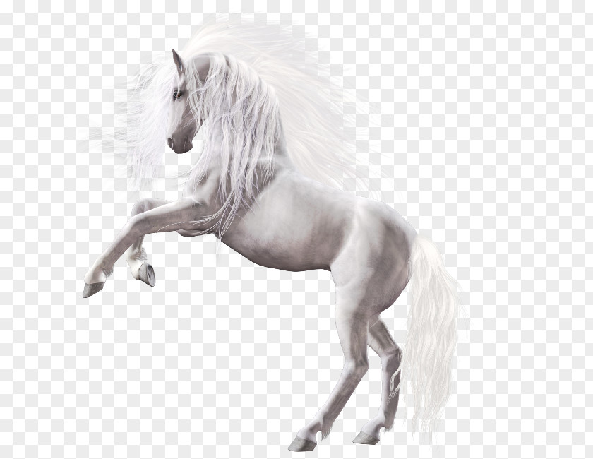 White Horse Icon PNG